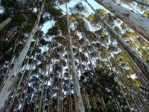 árboles transgénicos en América Latina